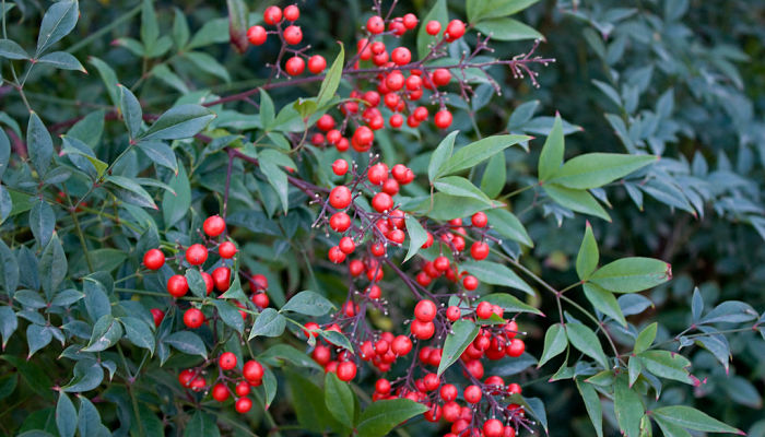 propiedades-y-beneficios-de-la-nandina