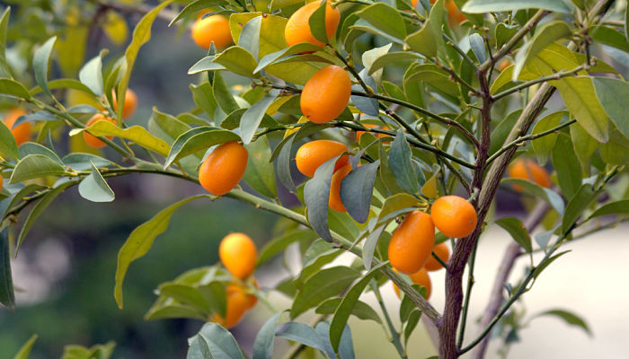 propiedades y beneficios de la naranja enana