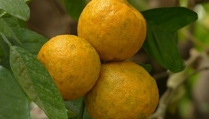 propiedades y beneficios del naranjo amargo