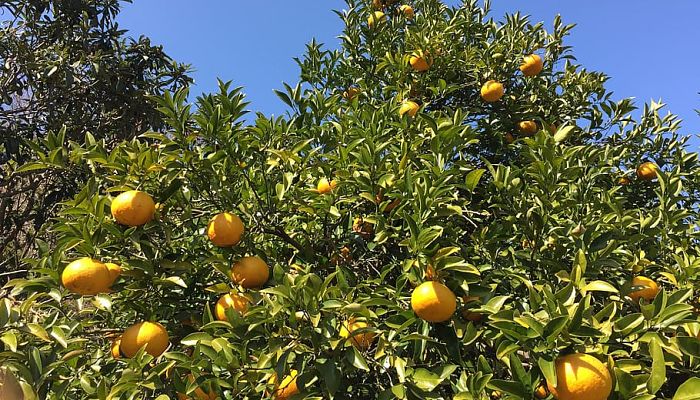 propiedades y beneficios de la naranja