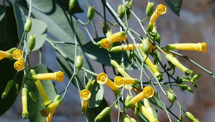 propiedades y beneficios de la nicotiana