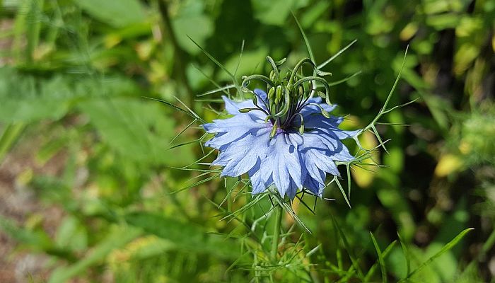 propiedades y beneficios de la nigella