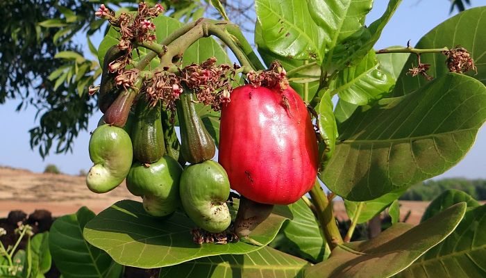 propiedades y beneficios de la nuez de caoba