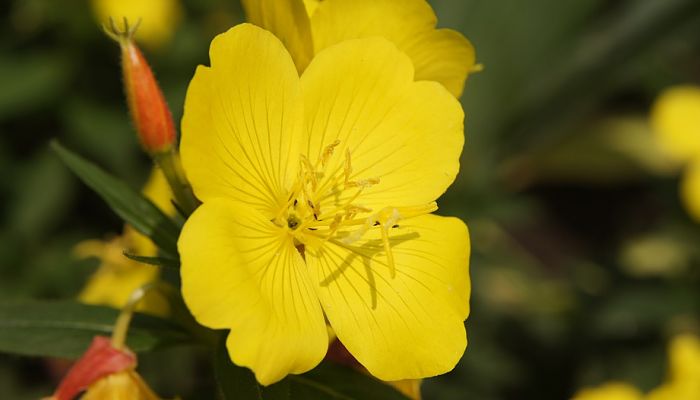 propiedades y beneficios de la oenothera