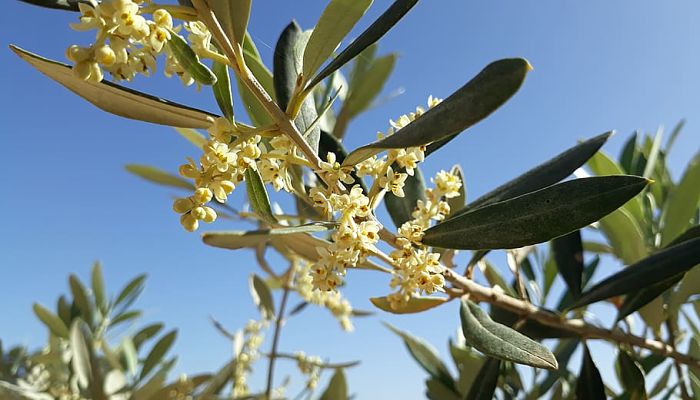 propiedades y beneficios de la oliva