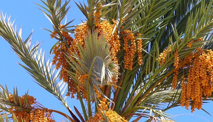 propiedades y beneficios de la palmera datilera