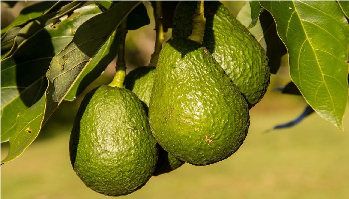 propiedades y beneficios de la palta