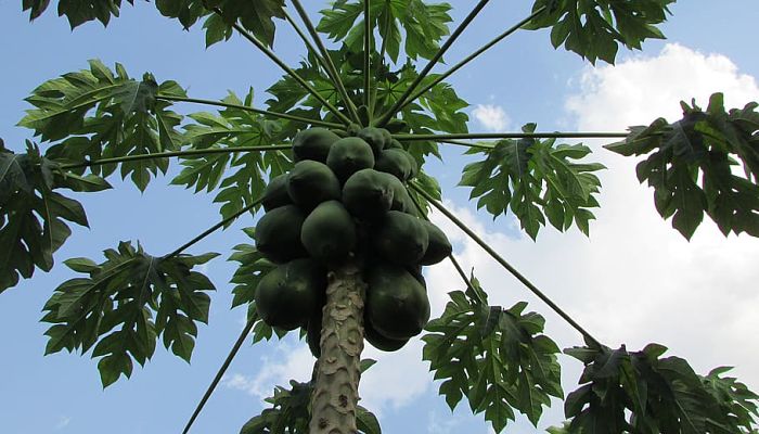 beneficios y propiedades de la papaya de montaña
