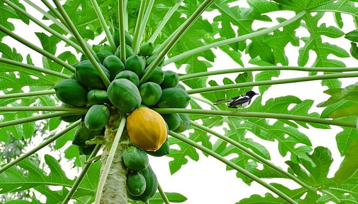 propiedades y beneficios de la papaya