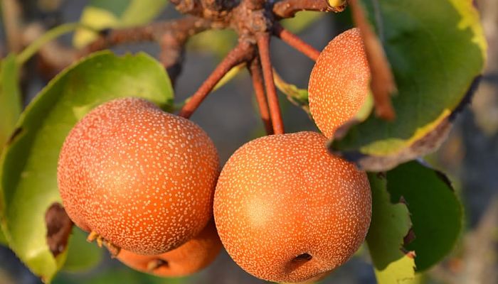 13 Beneficios Y Propiedades De La Pera
Japonesa