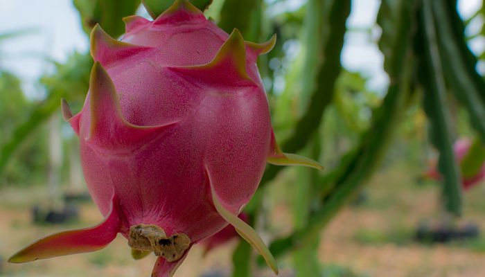10 Beneficios Y Propiedades De La Pitahaya Gu A Completa 2025 Cover