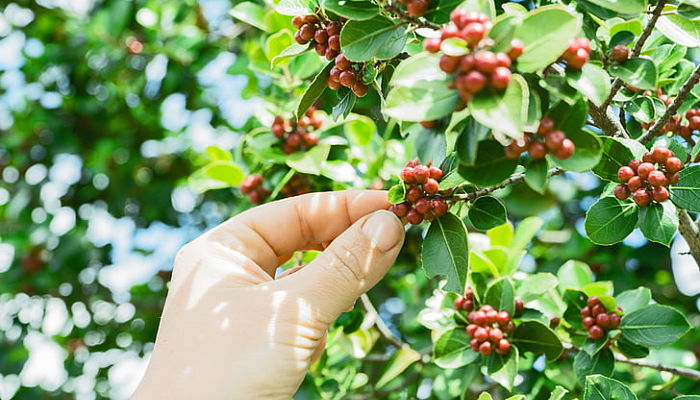 propiedades y beneficios de la planta de café