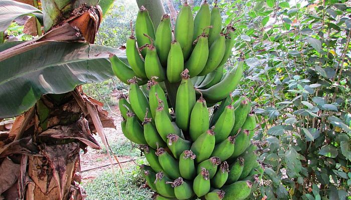 propiedades y beneficios de la platanera