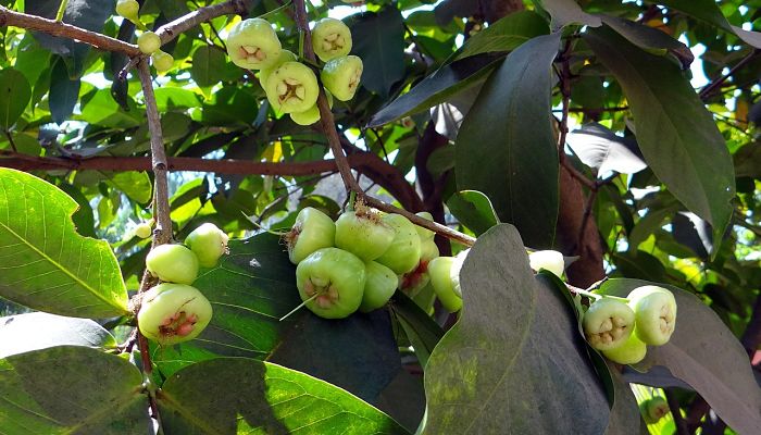 propiedades y beneficios de la pomarrosa