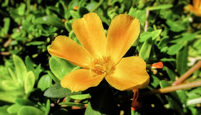14 Beneficios Y Propiedades De La
Portulaca