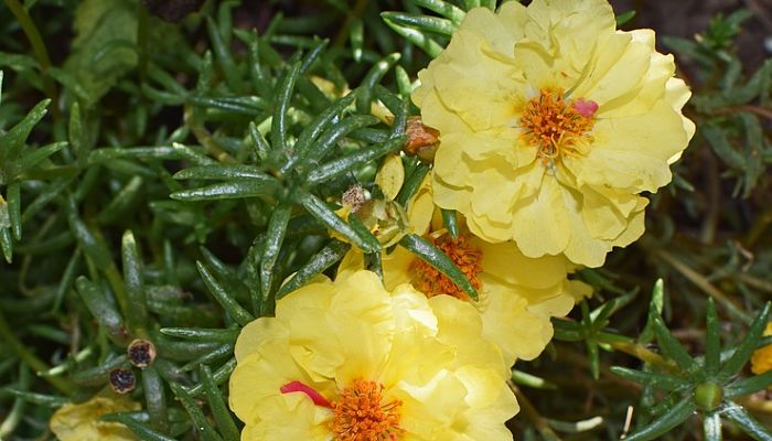 beneficios de la portulaca