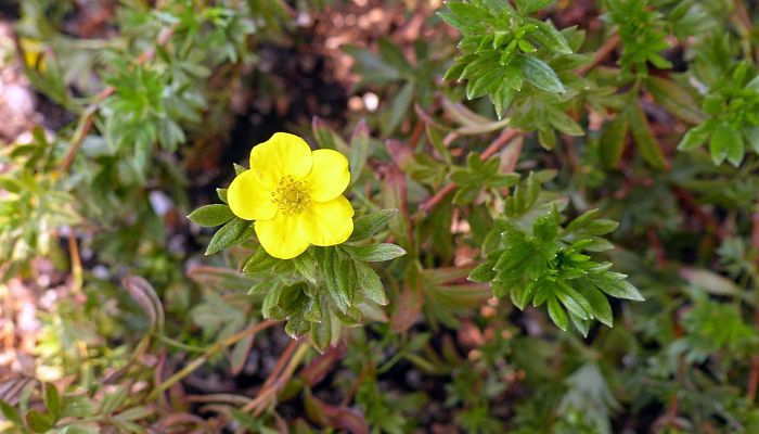 9 Beneficios Y Propiedades De La
Potentilla