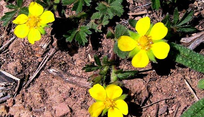 propiedades y beneficios de la potentilla