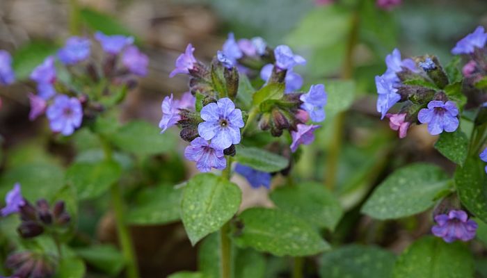 propiedades y beneficios de la pulmonaria