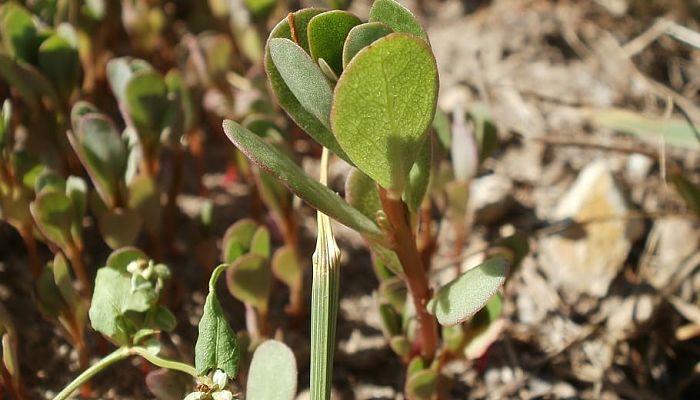 propiedades y beneficios del purslane