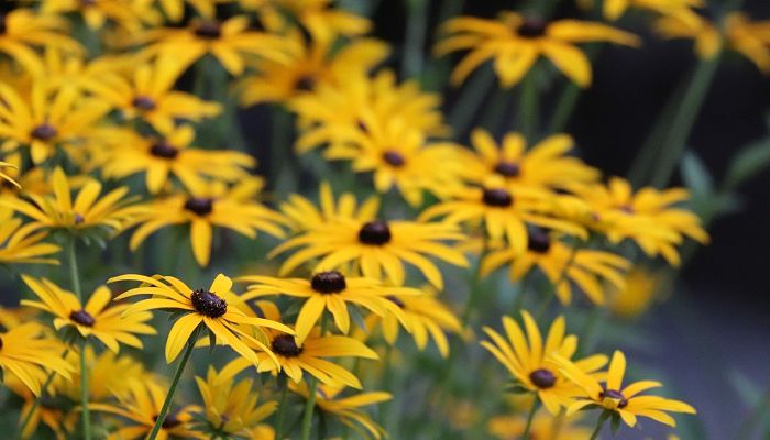 propiedades y beneficios de la rudbeckia