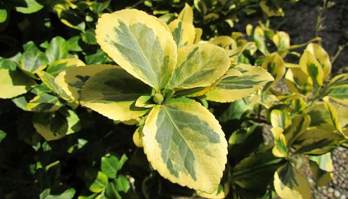 propiedades y beneficios de la schefflera