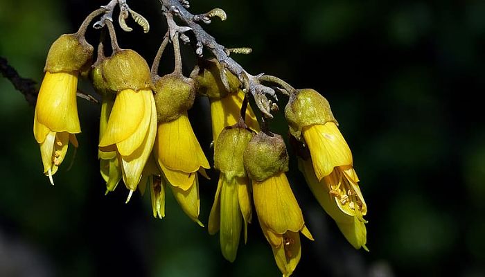 propiedades y beneficios de la sophora