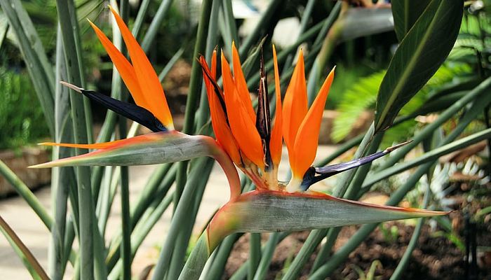 propiedades y beneficios de la strelitzia