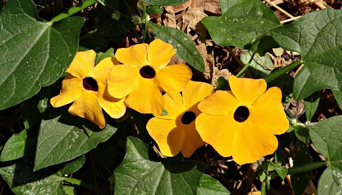 propiedades y beneficios de la thunbergia