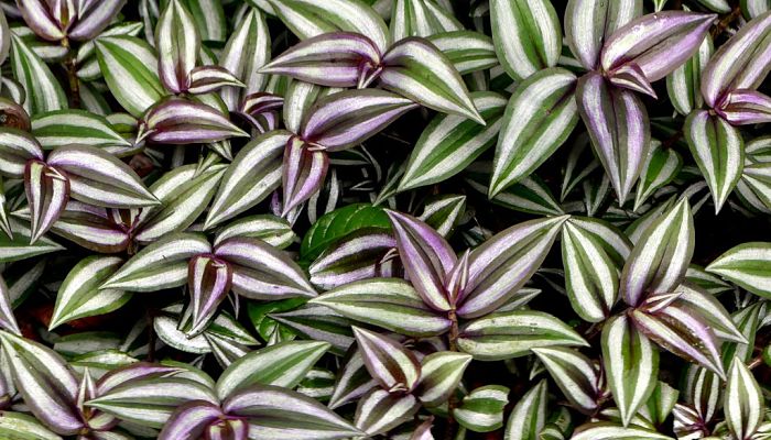 propiedades y beneficios de la tradescantia