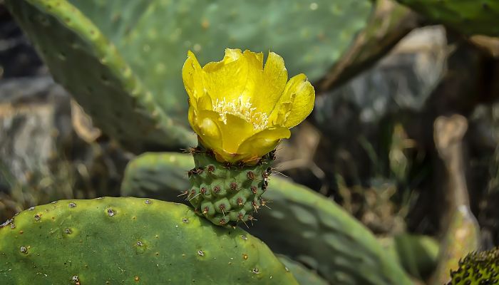 propiedades y beneficios de la tunera