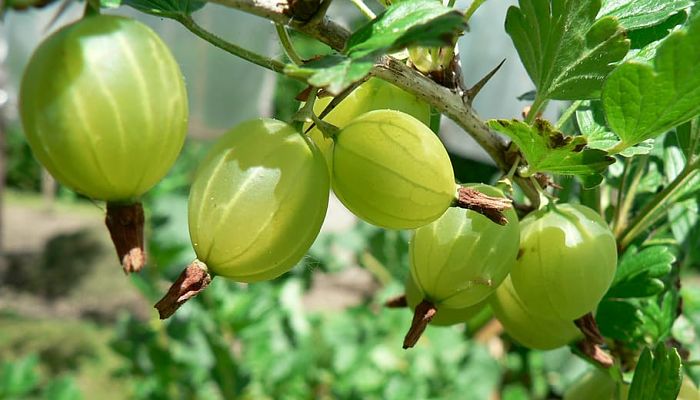 propiedades y beneficios de la uva crespa