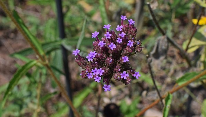 propiedades y beneficios de la verbena