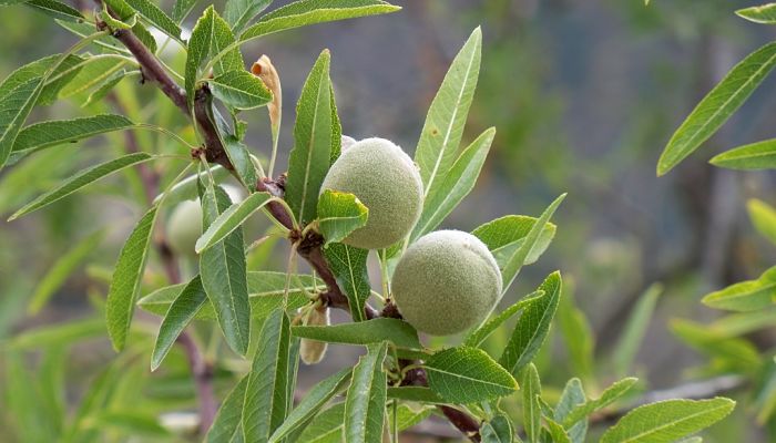 propiedades y beneficios de las almendras