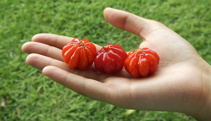 propiedades y beneficios de las cerezas de cayena