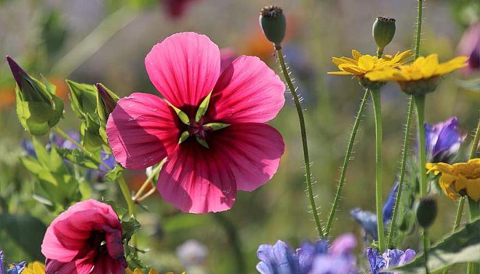 propiedades y beneficios de las flores salvajes