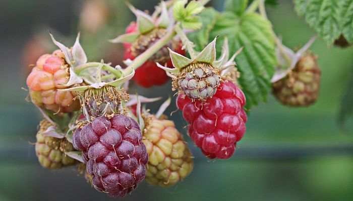 propiedades y beneficios de las moras