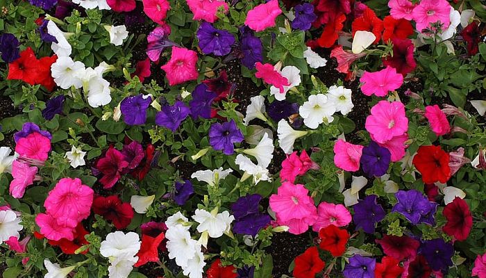 propiedades y beneficios de las petunias