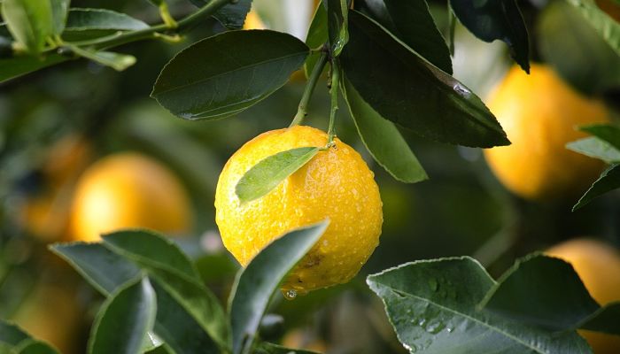 10 Propiedades Y Beneficios De Los
Cítricos