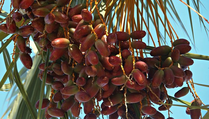 propiedades y beneficios de los datiles