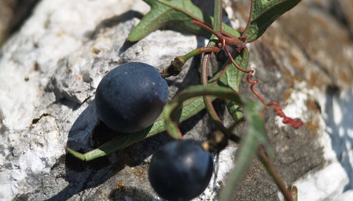 8 Beneficios Y Propiedades De Los Frutos
De Pasionaria