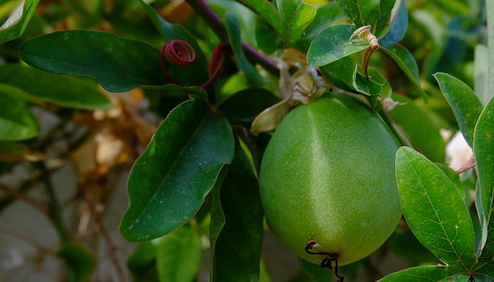 propiedades y beneficios de los frutos de la pasionaria