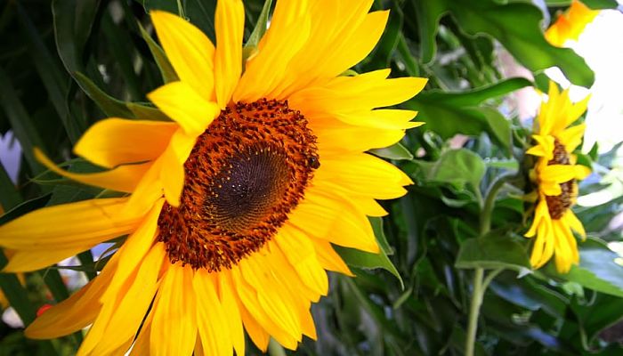 beneficios de los girasoles