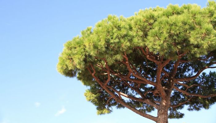 propiedades y beneficios de los pinos piñeros