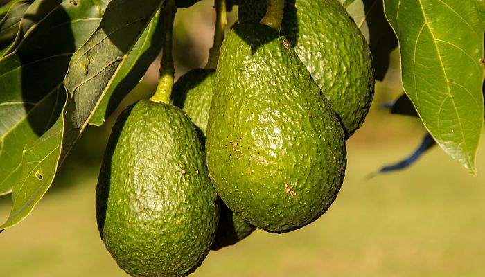 propiedades y beneficios del abocado