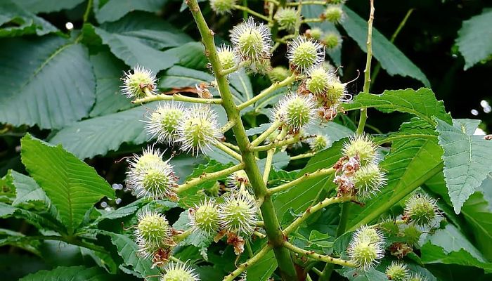 propiedades y beneficios del aesculus