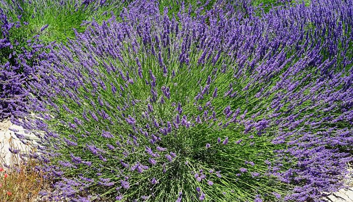 propiedades y beneficios del agastache