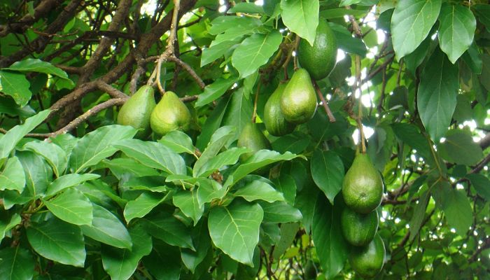 propiedades y beneficios del aguacate