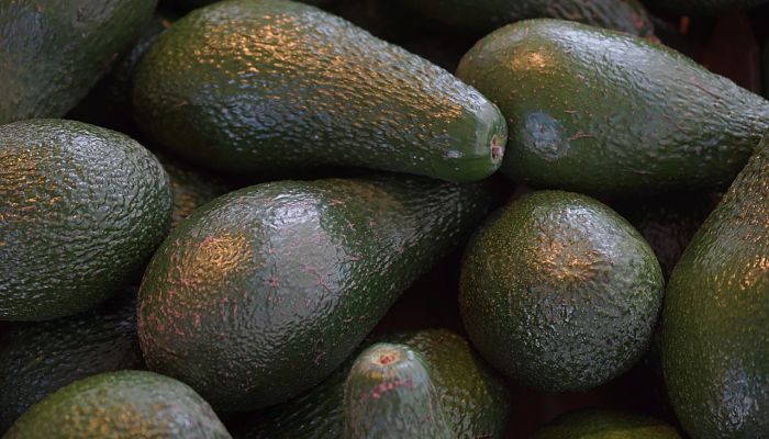 propiedades y beneficios del aguacatero