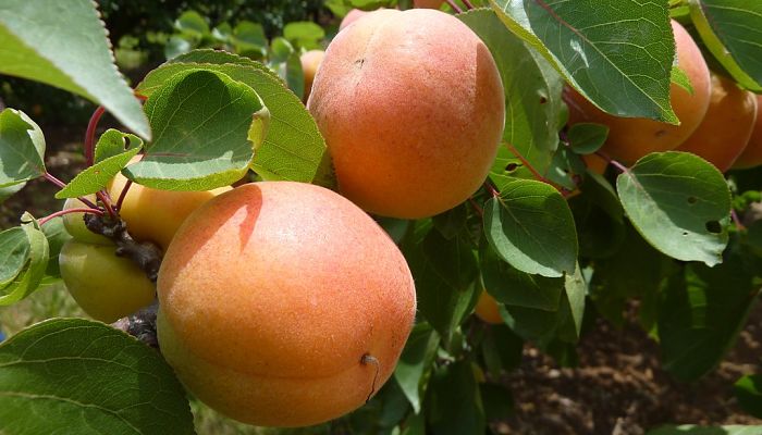 10 Beneficios Y Propiedades Del
Albaricoquero